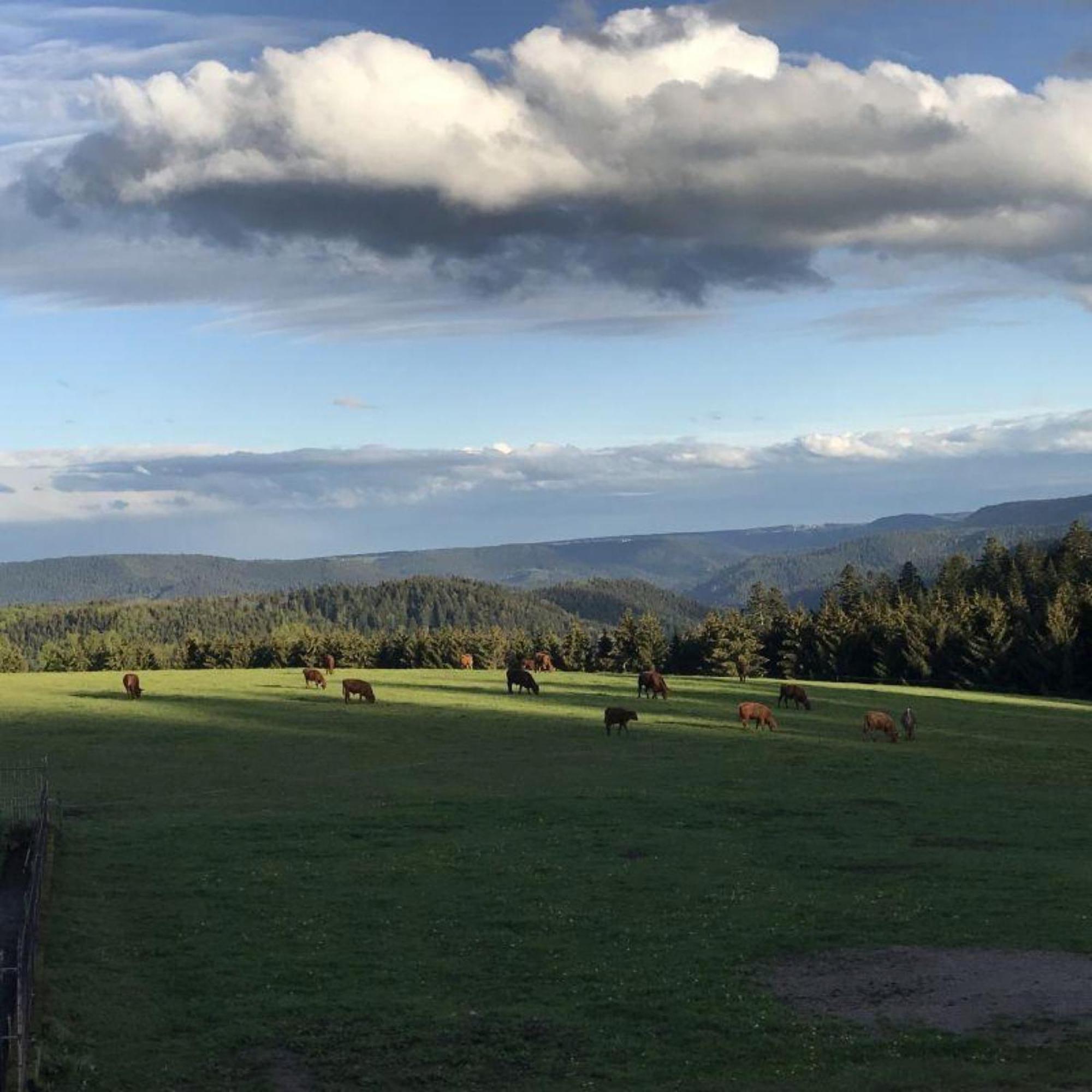 Aeckerhof Villa Wolfach Dış mekan fotoğraf