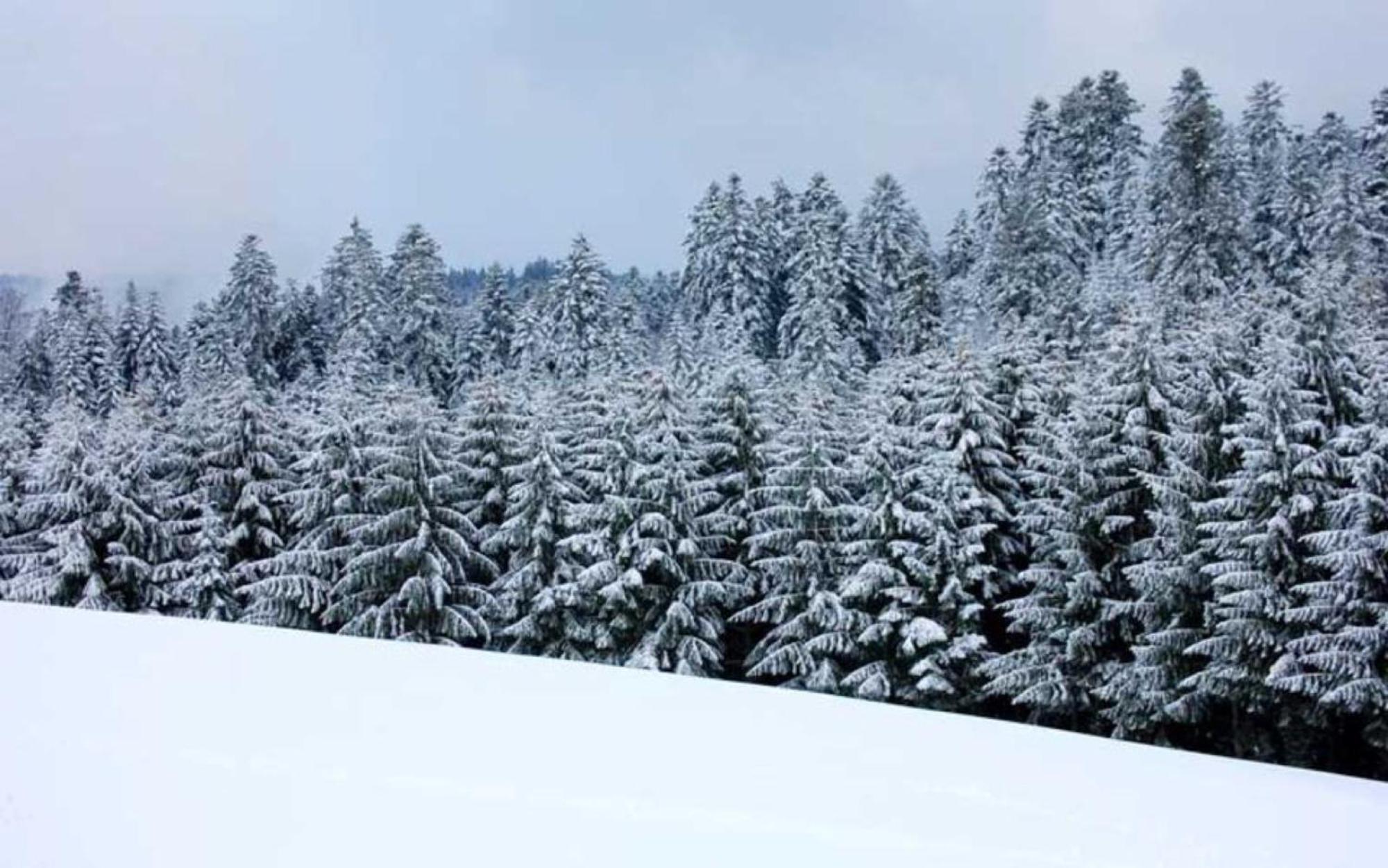 Aeckerhof Villa Wolfach Dış mekan fotoğraf